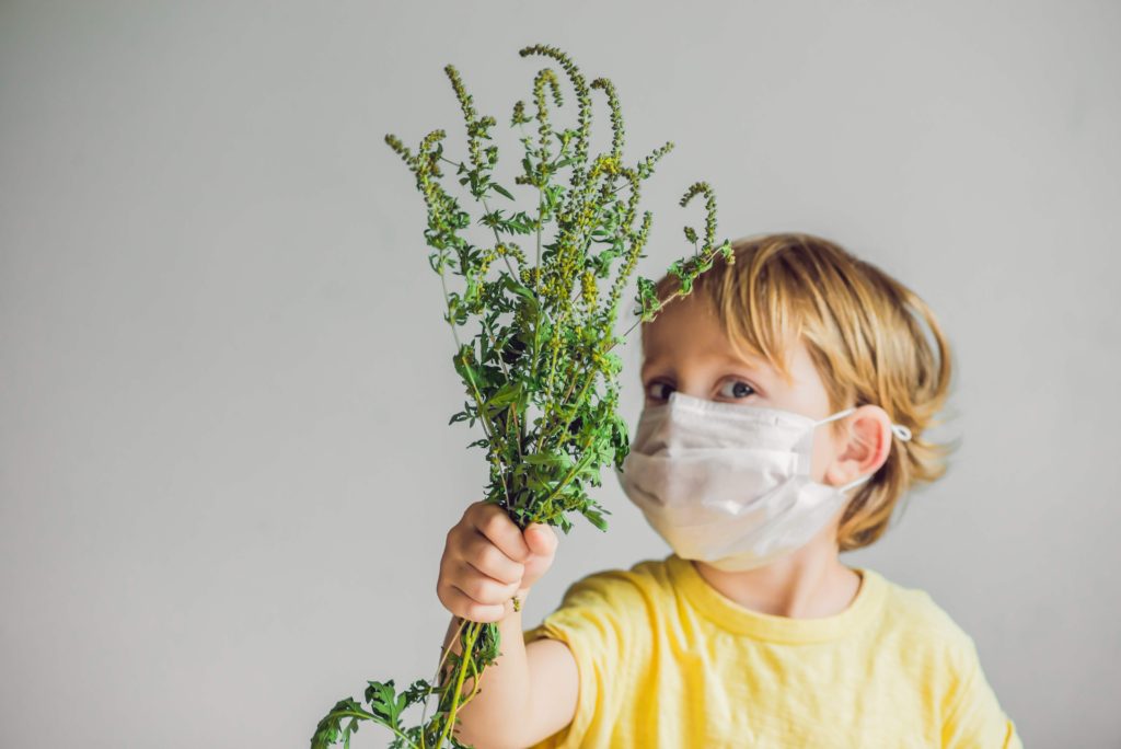 boy with a medical mask holding ragweed