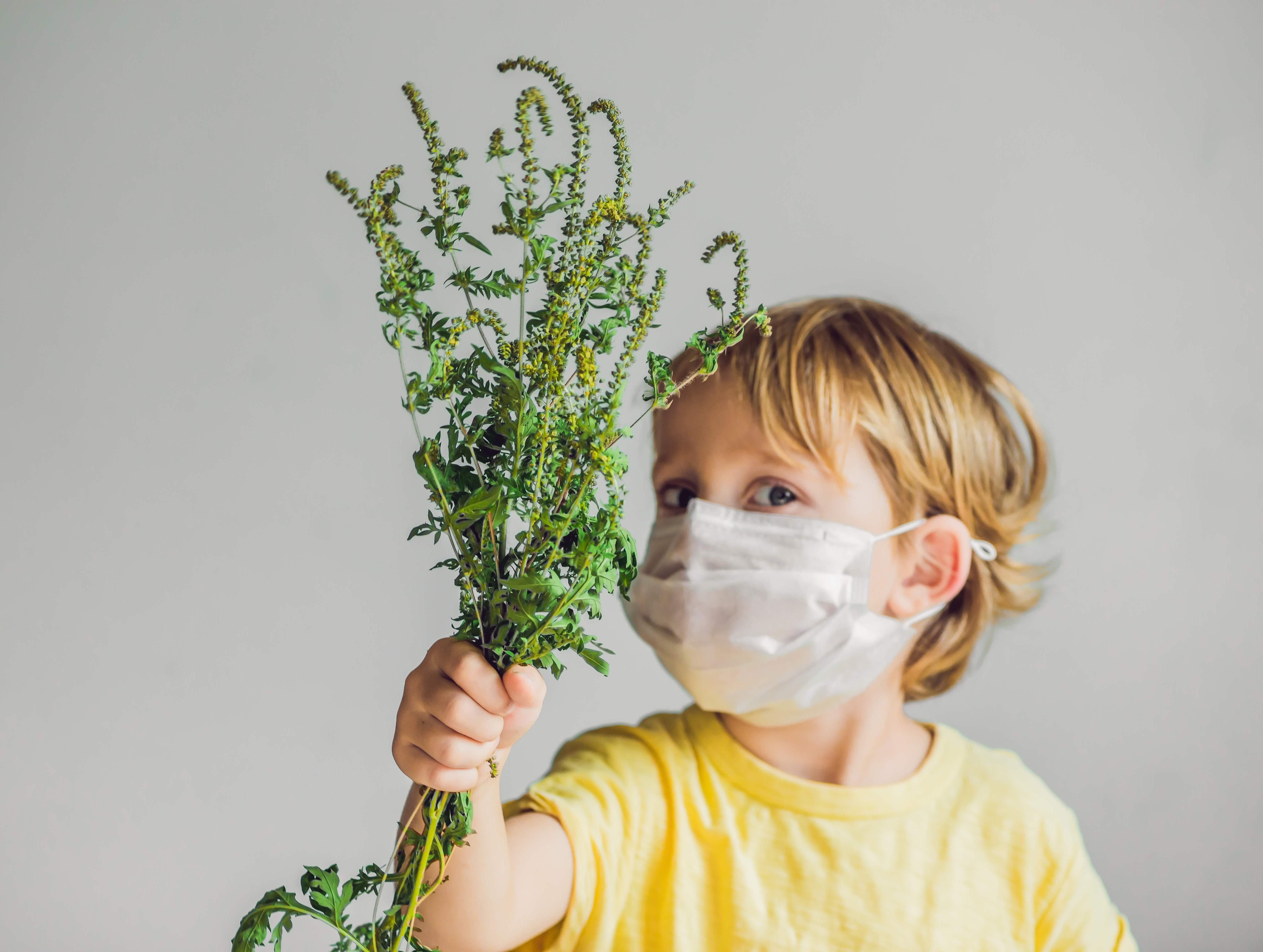 boy with a medical mask holding ragweed