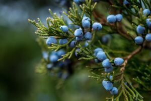 Arizona Allergist - Pollen Allergies