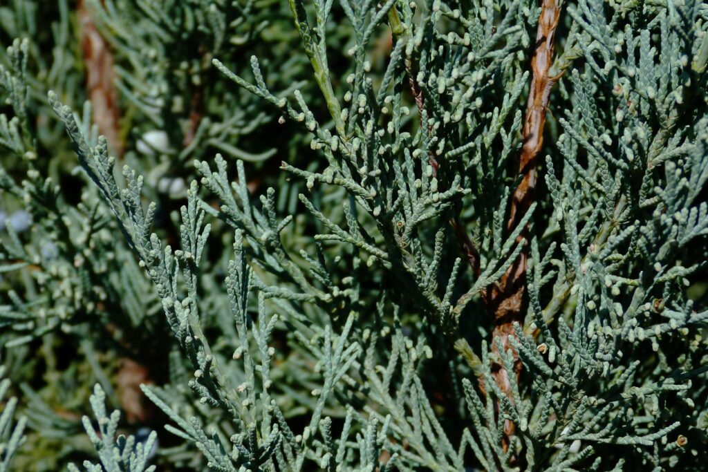 Juniper Allergy Specialist Arizona - Family Allergy Clinic