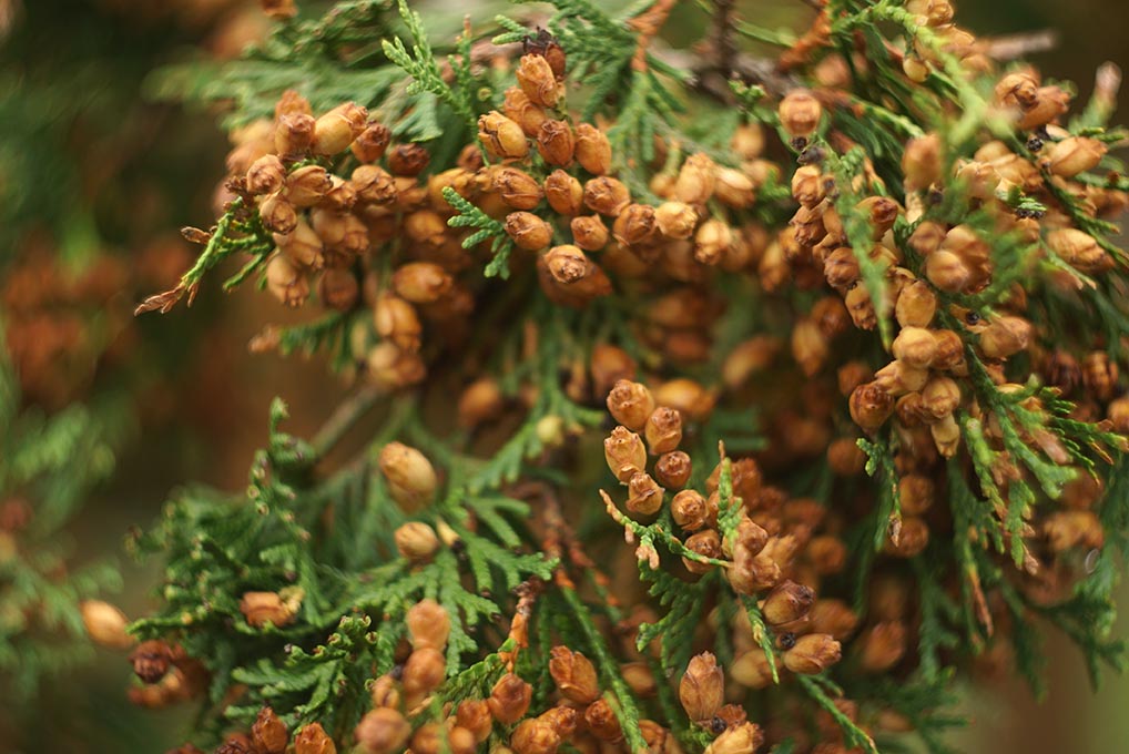 Trees That Cause Allergies in Arizona - Mesa Allergy Specialist